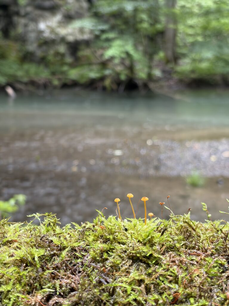 奥入瀬渓流の苔とキノコ