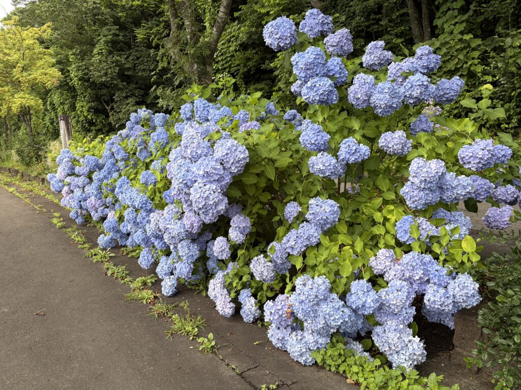 7月の奥入瀬渓流周辺の紫陽花