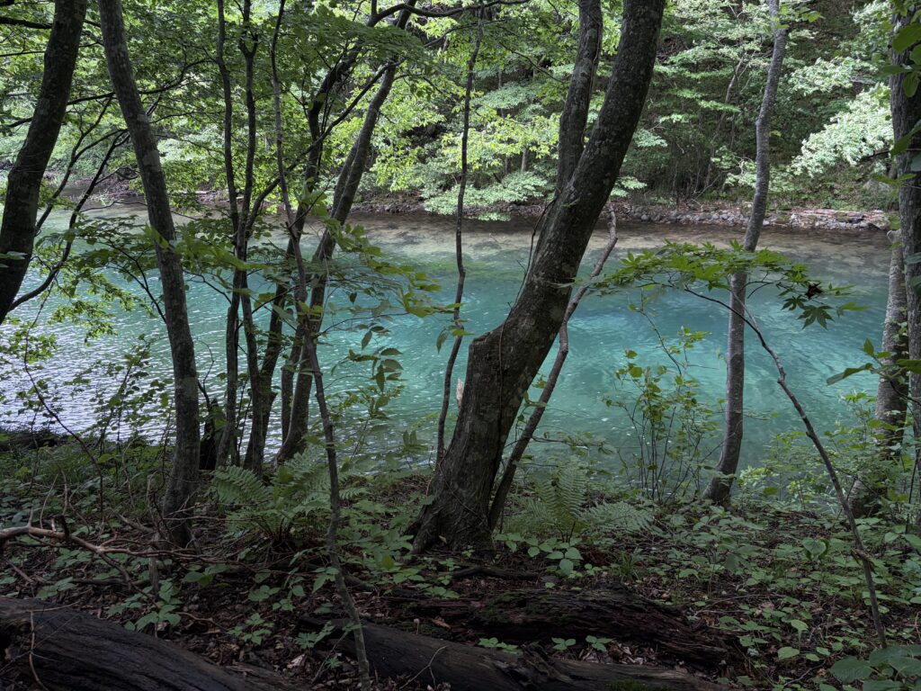 奥入瀬渓流の木々の間から見えるエメラルドグリーンの渓流